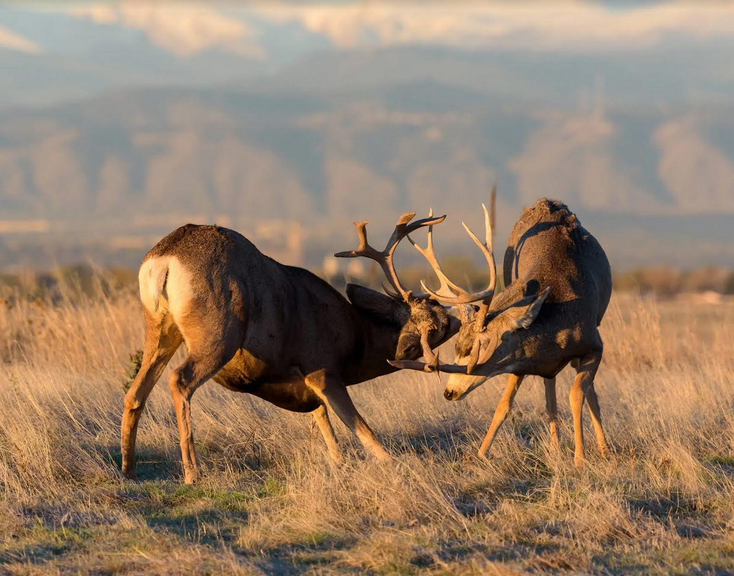 Wild game processing at Homestead Meats